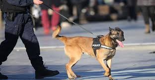 إعلان غريب .. الامن العام يقرر بيع 15 كلب بوليسي..وهذه مواصفاتهم