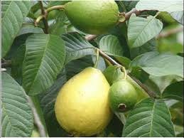 الزراعة: تفتح باب استيراد الجوافة لمدة شهر