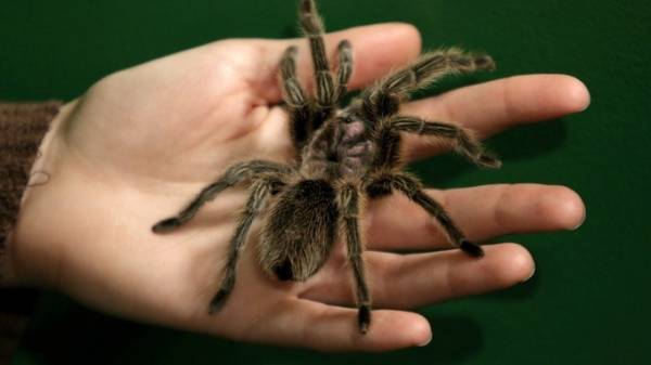 الارملة الكاذبة تغزو مدارس بريطانيا