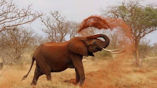 فيل هائج يسحق سيارة مليئة بالسياح! (فيديو)