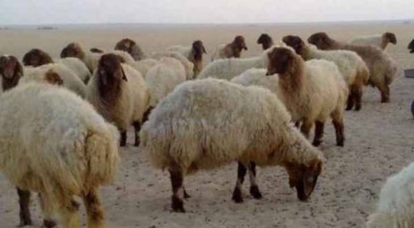 الزراعة تلغي قرار تخفيض أعداد حيازة الأغنام بنسبة 20