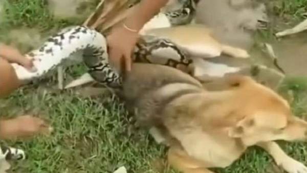 بأيديهم العارية.. أطفال يصارعون ثعبانا قاتلا عانق كلبا! (فيديو)