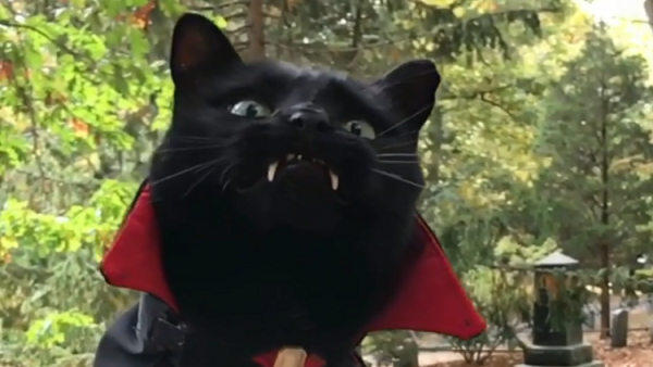 مصاص الدماء الأسود يثير ضجة على مواقع التواصل الاجتماعي!