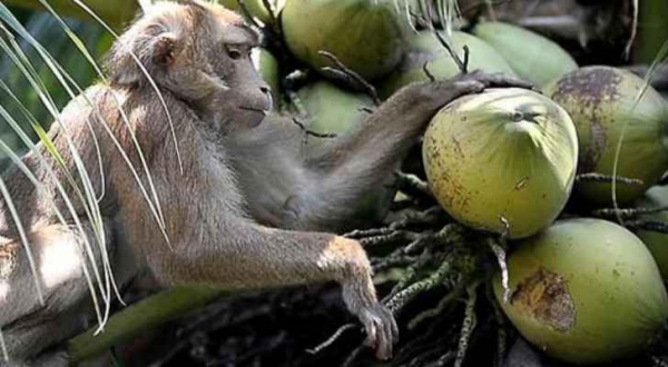 سعدان يقتل عجوزا بثمرة جوز الهند!