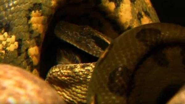 انقلب السحر على الساحر.. أفعى تقتل مربيها بطريقة بشعة! (فيديو)