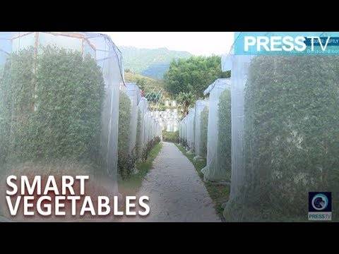 بالفيديو .. الصين تزرع الخضروات بتقنية 3D دون تربة!