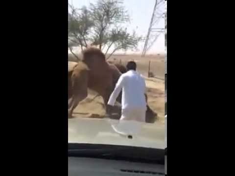 مقتل سعودي أثناء فض شِجار بين جملين .. تفاصيل