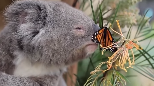 دببة كوالا تهاجر وتستقر في المملكة المتحدة