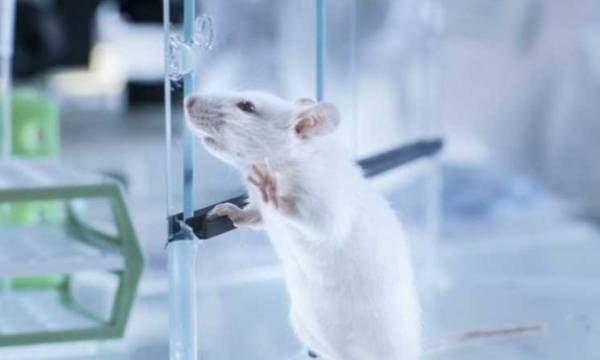 قوارض تتسبب في تعطيل طائرة وزير المالية الألماني في إندونيسيا