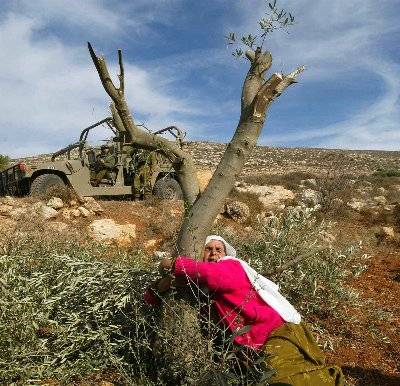 المستوطنون يشنون حربًا على أشجار الزيتون في الضفة الغربية