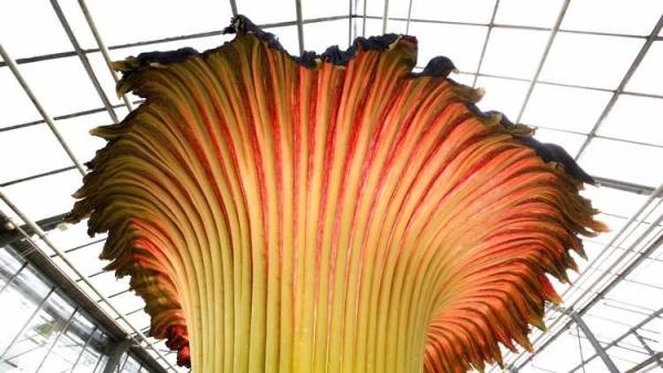 ظاهرة فريدة.. تفتح أضخم زهرة في العالم (صور)!