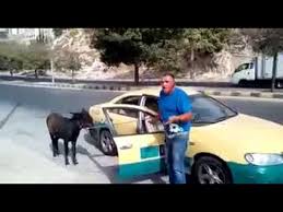تكسي يحمل حمار بمركبته احتجاجا على التطبيقات الذكية ....  شاهد الفيديو