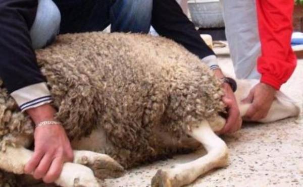 في سوريا .. تنكة البنزين ٧٥دينار وتنكة زيت الزيتون٥٠ والذبيحة ٢٥