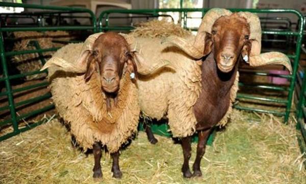 (9ر3) مليون رأس غنم في الاردن