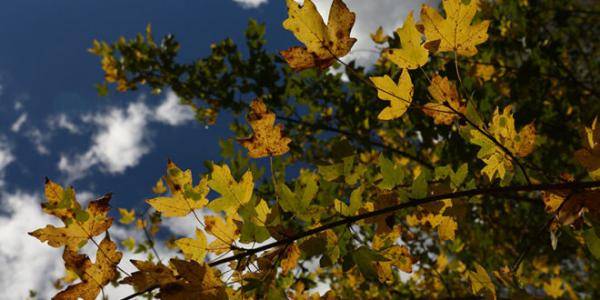 أجواء باردة نسبيا اليوم وغدا