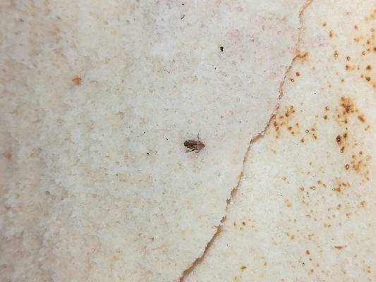 شاهد بالصور:مواطن يعثر على صراصير بداخل كيس خبز اشتراه من احد مخابز الهاشمي الشمالي