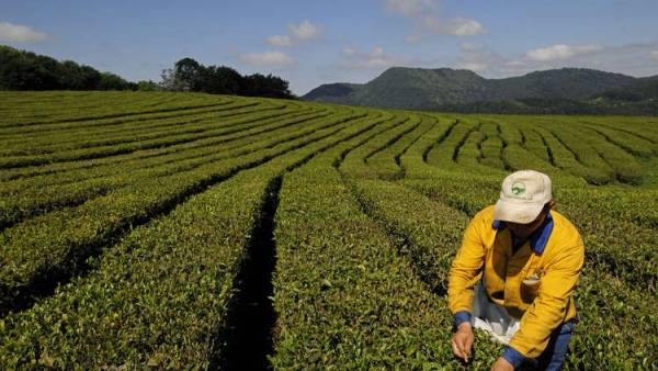 مواد غذائية تبطئ الشيخوخة موجودة بالشاي والشوكولاته فما هي ..؟؟