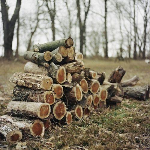 الزراعة تجنّد أجهزتها لمنع تحطيب الغابات لأغراض التدفئة