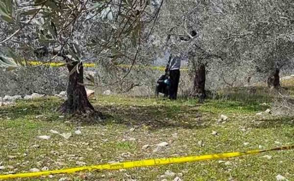 عاجل .. العثور على جثة مُعلقة على شجرة في الزرقاء