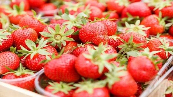 القبض على مجرمة إبر الفراولة!