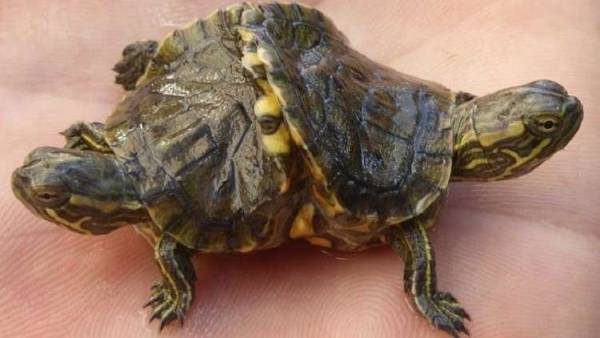 العثور على سلحفاة نادرة في كوبا!(صور)