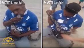 حاول تقبيل ثعبان ضخم والنتيجة صادمة