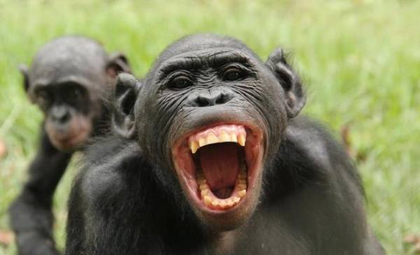 وفاة طفل سحبه قرد من ذراعي والدته في الهند