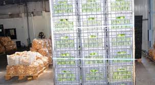 وفد سوري زراعي يزور الأردن قريبا