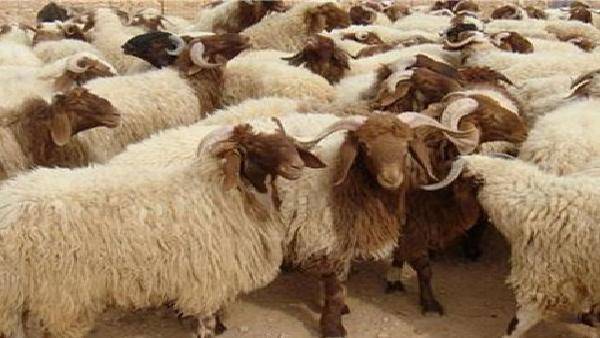 زراعة مادبا تشطب (16) ألف رأس ماشية وهمية !!