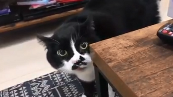 قط موهوب يثير ضجة على مواقع الإنترنت!