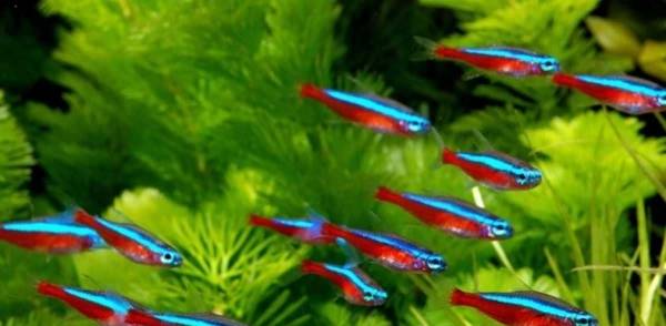 سمك مكسيكي يُصلح قلبه.. ويمنح الأمل للبشر