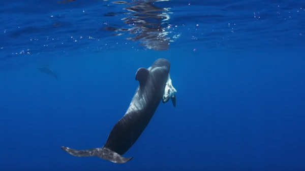 خلال يوم واحد.. نفوق 145 حوتا على شواطئ نيوزيلندا (فيديو)