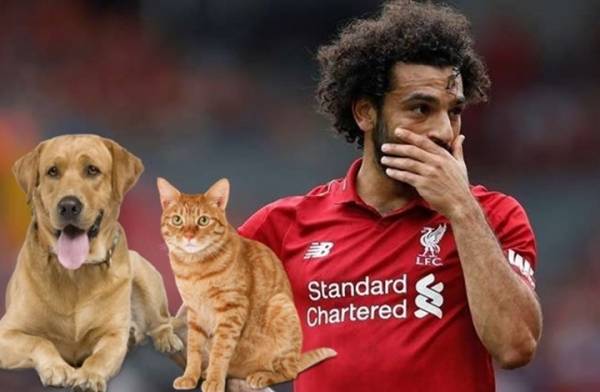 كيف رد صلاح على قرار بلاده تصدير القطط والكلاب؟