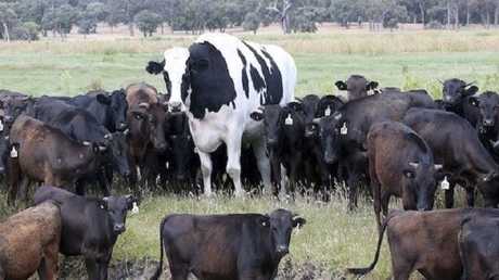 رفضه المسلخ.. مزارع يضيق ذرعا بثوره لخصائصه العجيبة! (فيديو)