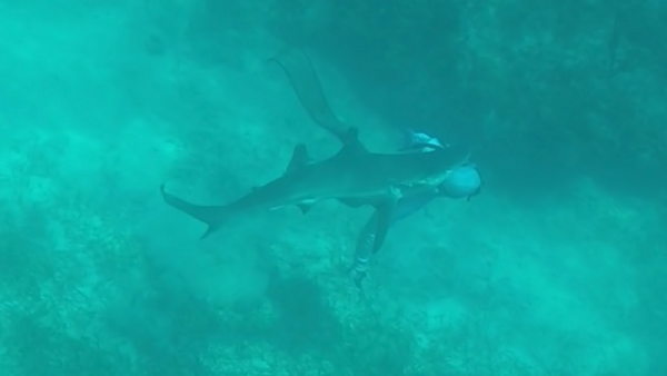 فيديو مرعب لغواص ينجو من فكي قرش مفترس!