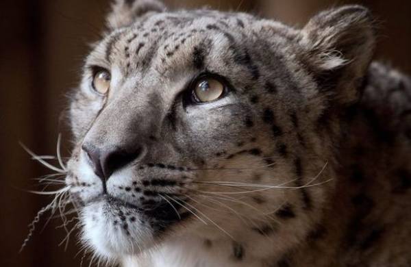 حرّاس حديقة حيوان بريطانية يقتلون نمراً مهدداً بالانقراض