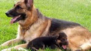 تعذيب كلب بطريقه وحشيه...شاهد الفيديو