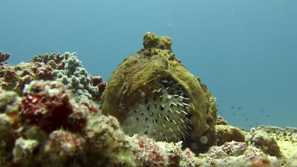 شاهد.. صراع مميت بين أخطبوط وسمكة خطرة!