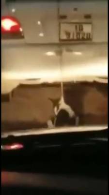 معذب الكلب بوحشية بقبضة الأمن