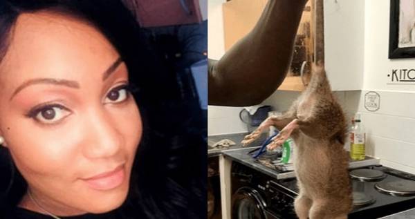 فئران بـحجم الكلاب تحول حياة امرأة إلى جحيم