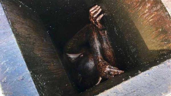 لص يعتقل نفسه بأغبى عملية سرقة