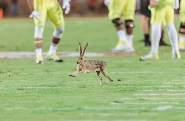 ارنب وثعلب وسنجاب أشهر الحيوانات في ملاعب كرة القدم (شاهد)