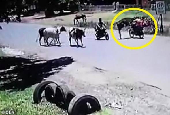 فيديو طريف .. تعرف على حكاية البقرة التي تلعب الكونغ فو .. تفاصيل