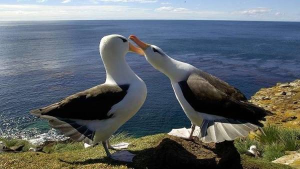 (68) عاما.. تعرف على أقدم طائر قطرس في العالم!