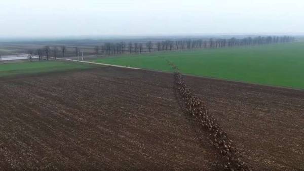 مشاهد مذهلة لهجرة أجمل المخلوقات على الأرض في أوروبا!