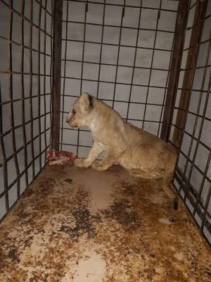 إحباط بيع حيوانات مفترسة بناعور