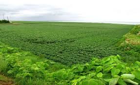 عجلون :الامطار الغزيرة تبشر بموسم زراعي جيد وتفجر الينابيع