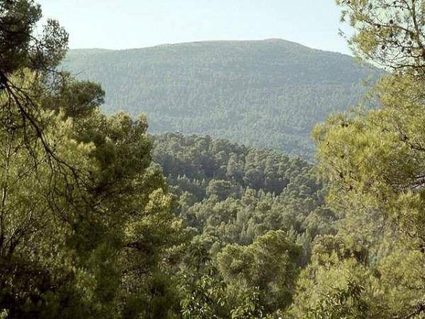 الزراعة: تحويل اعتداء على احراج بعجلون للحاكم الاداري