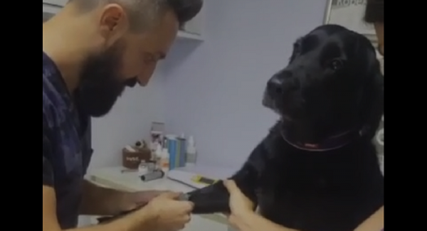 بالفيديو... رد فعل كلب يأخذ حقنة