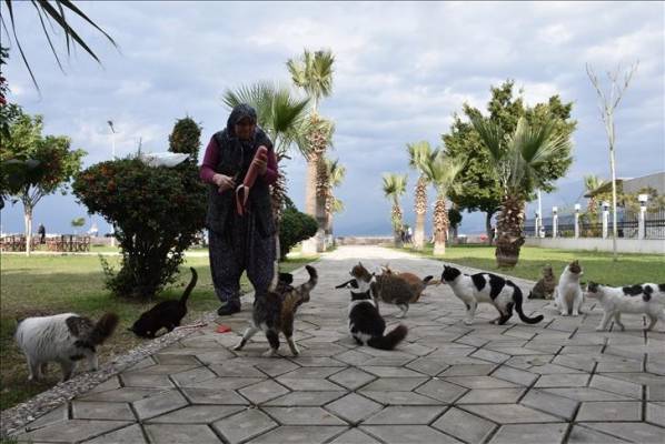 نوع خاص من الأمومة.. سيدة تكرس حياتها للقطط